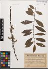 Foto von Salix caprea L. x Salix purpurea L.